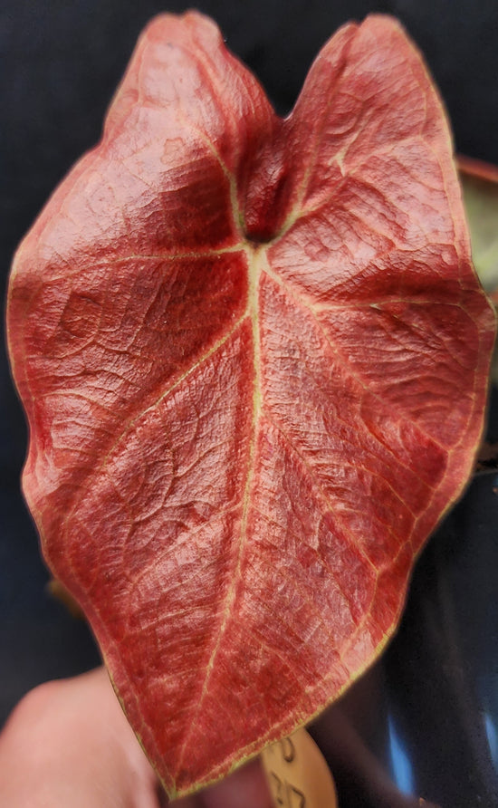 Caladium &