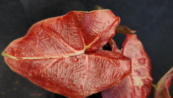 Caladium &