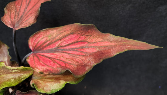 Caladium FD315