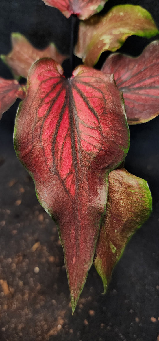 Caladium FD316