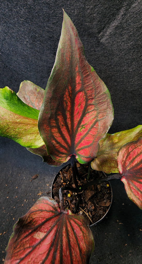 Caladium FD317
