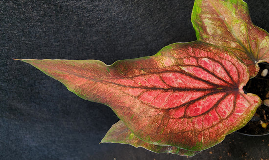 Caladium FD318