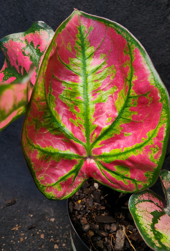 Caladium &