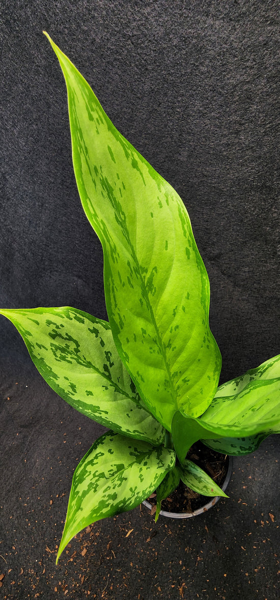 Aglaonema &