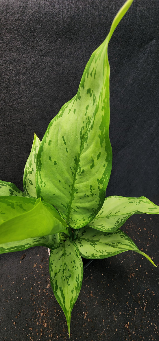 Aglaonema &