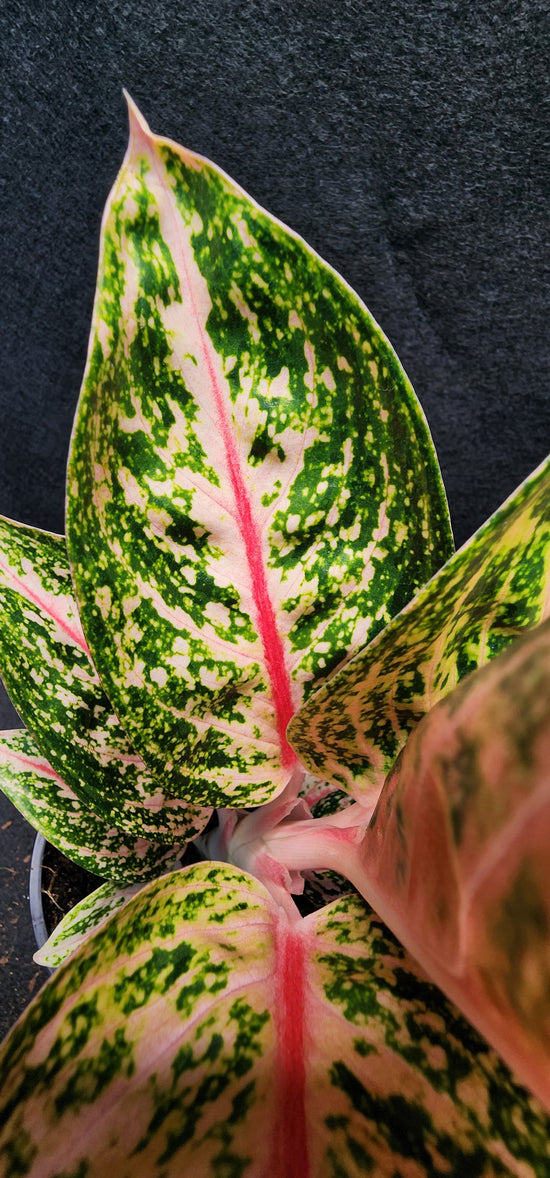 Aglaonema &