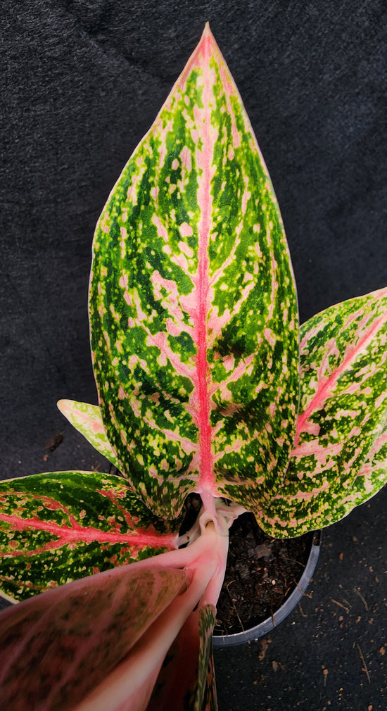 Aglaonema &