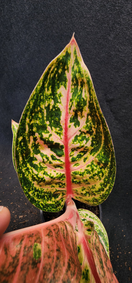 Aglaonema &