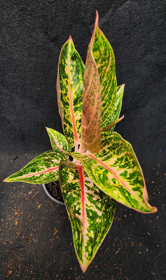 Aglaonema &