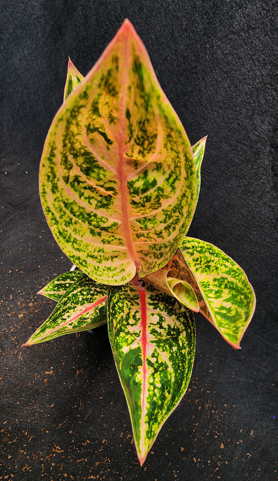 Aglaonema &