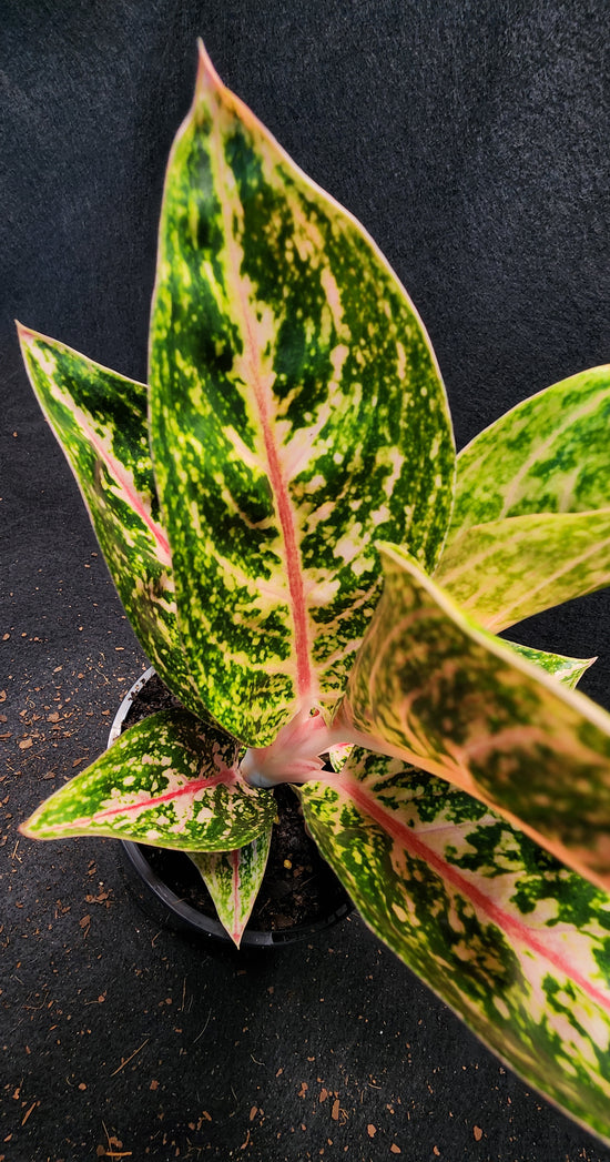 Aglaonema &