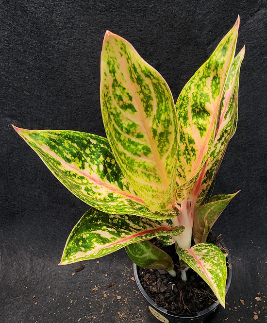 Aglaonema &
