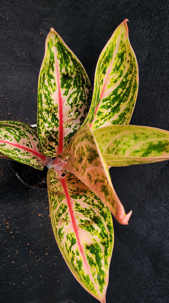 Aglaonema &