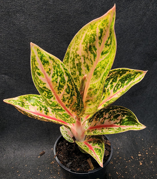 Aglaonema &