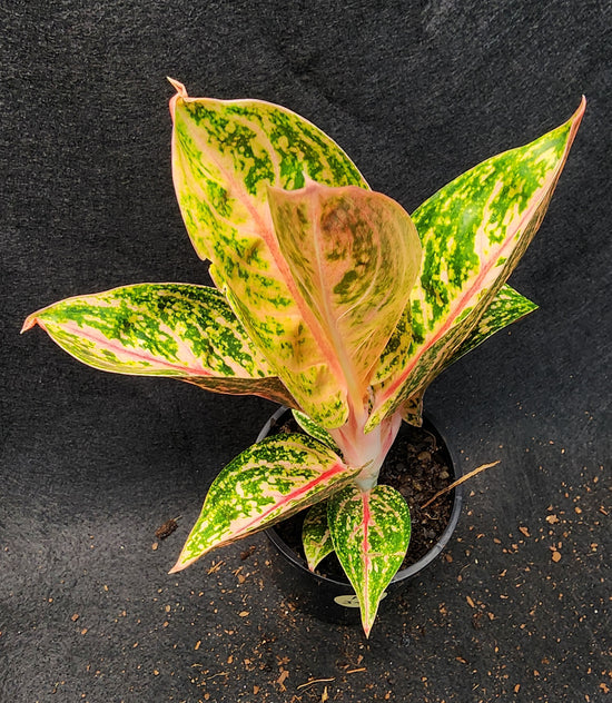 Aglaonema &