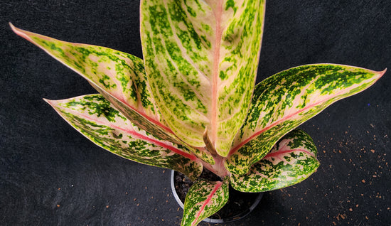 Aglaonema &