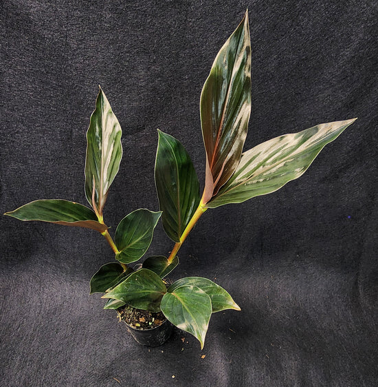 Ginger Midnight (Zingiber malaysianum) DB147