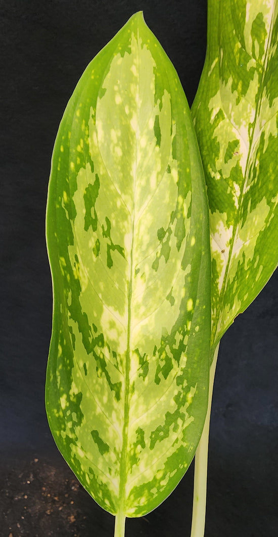 Aglaonema &