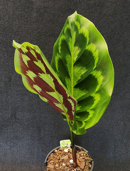 Calathea &
