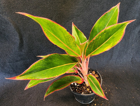 Aglaonema &