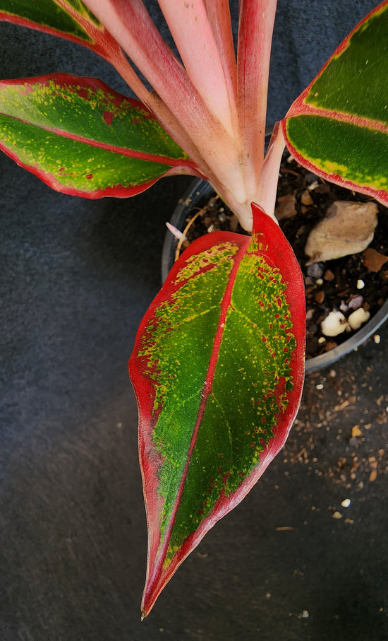 Aglaonema &