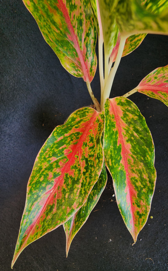 Aglaonema &