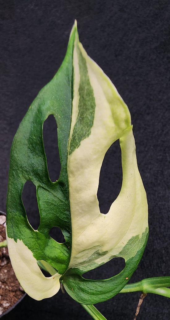 Monstera adansonii &