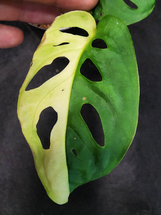 Monstera adansonii &