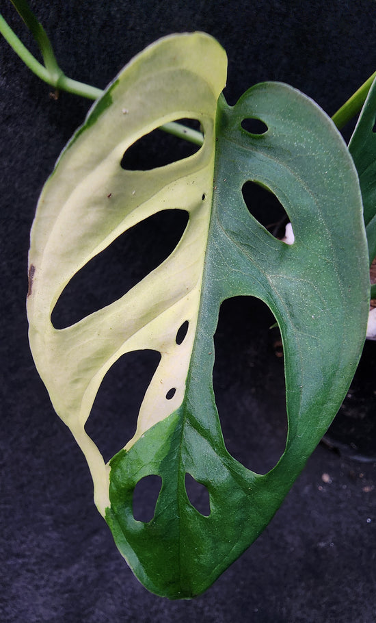 Monstera adansonii &