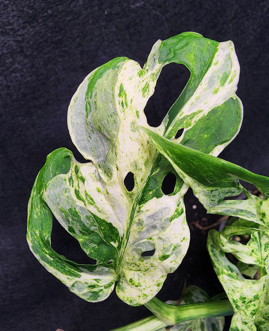 Monstera adansonii &