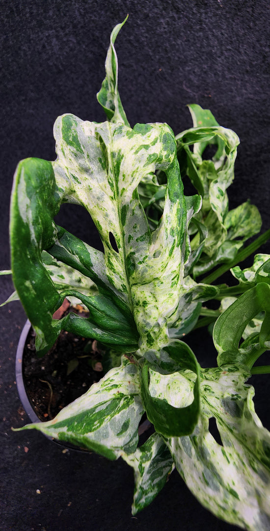 Monstera adansonii &