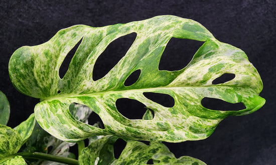 Monstera adansonii &