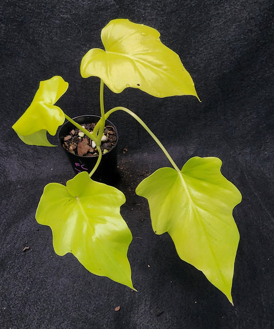 Philodendron warscewiczii &