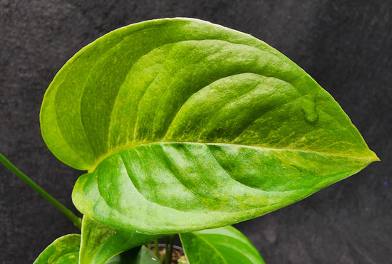 Monstera laniata &