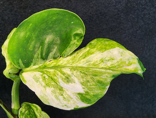 Epipremnum pinnatum &