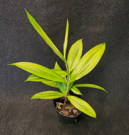 Dracaena surculosa &