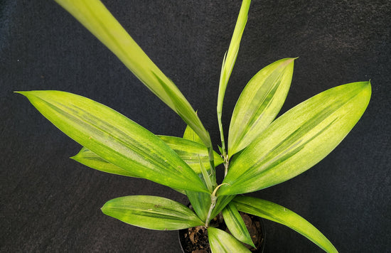 Dracaena surculosa &