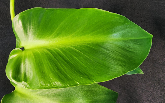 Philodendron rugosum &