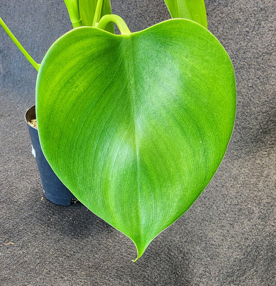Philodendron &
