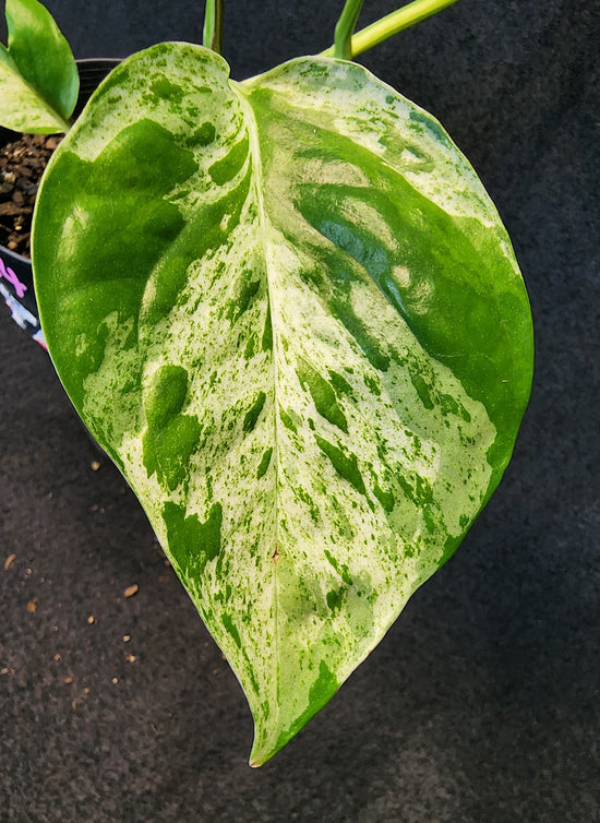 Epipremnum pinnatum &