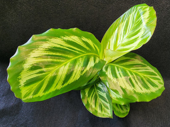 Calathea &