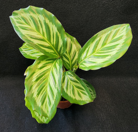 Calathea &