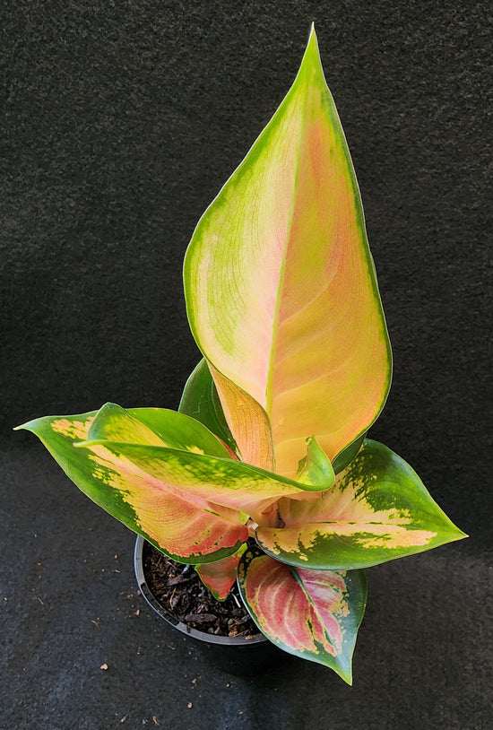 Aglaonema &