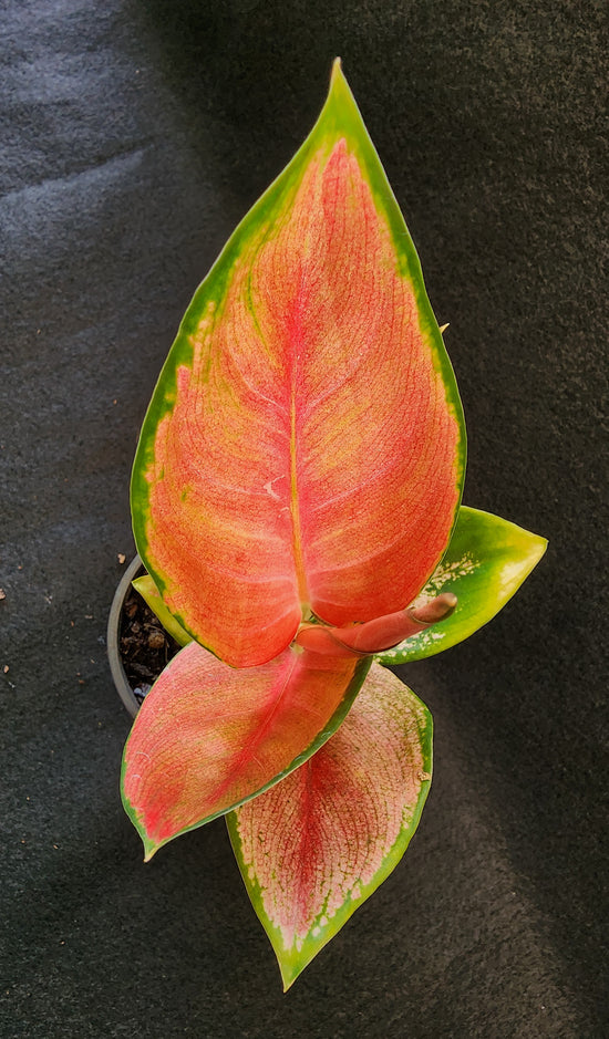 Aglaonema &