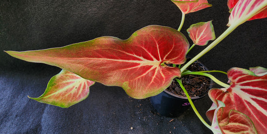 Caladium &