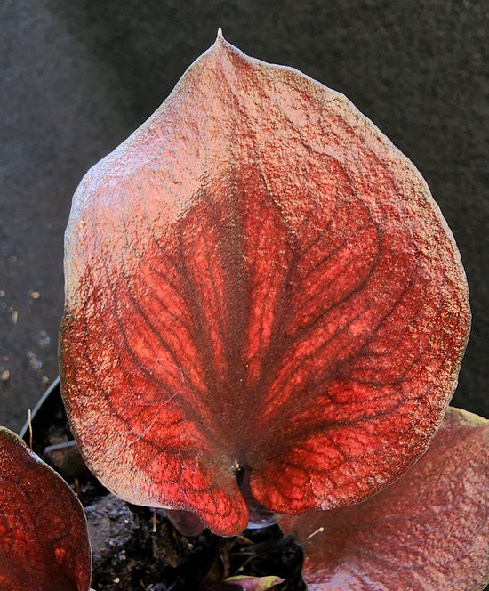 Caladium &
