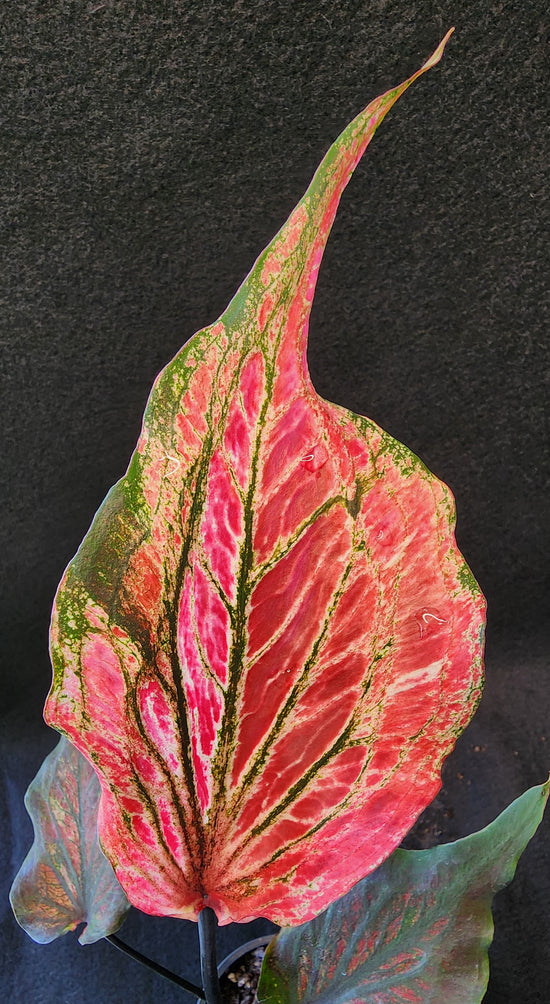 Caladium &