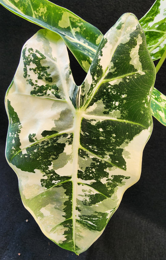 Alocasia &