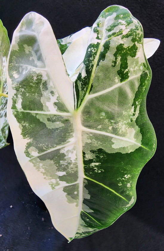 Alocasia &