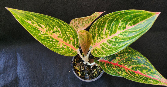 Aglaonema &